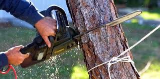 Best Tree Preservation Services  in South Berwick, ME