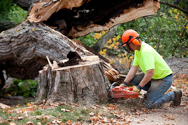 Best Tree and Shrub Care  in South Berwick, ME